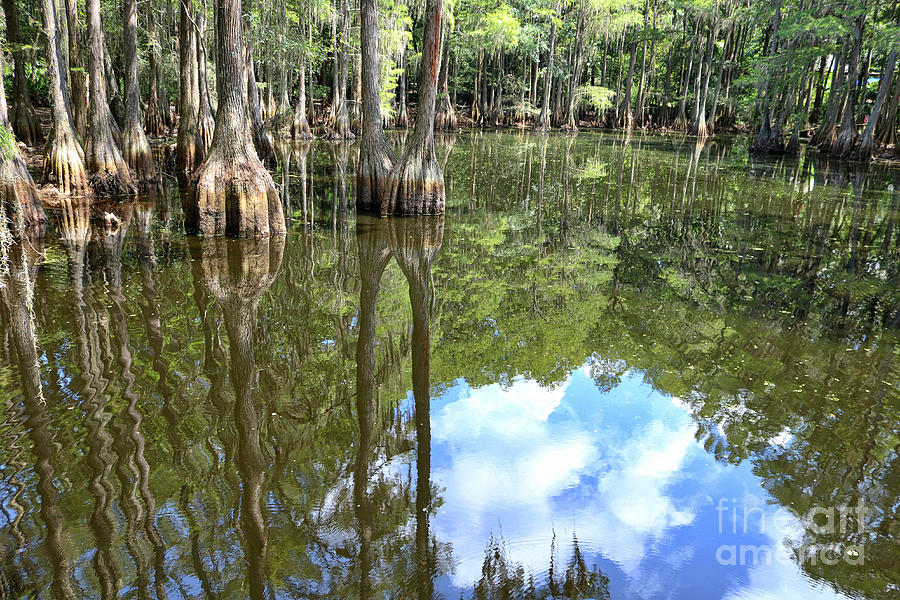 Swamp Reflection Photograph by Carol Groenen