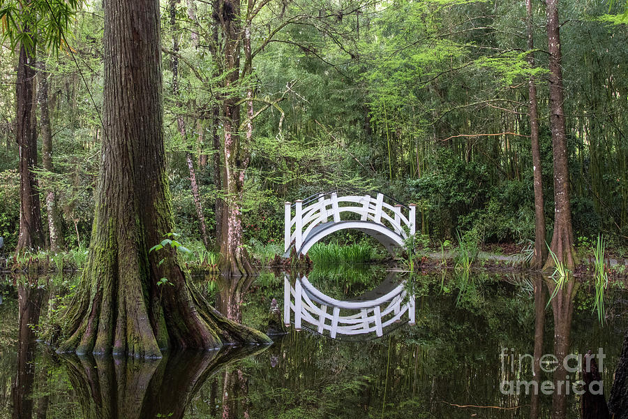 Swamp Reflection Photograph by Jennifer Ludlum