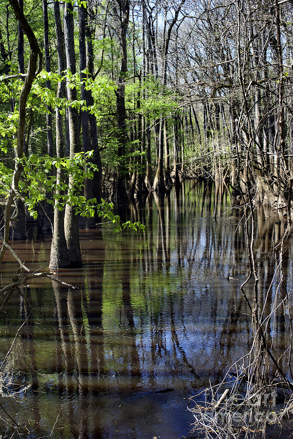 Swamp Reflections 2 Photograph by Skip Willits