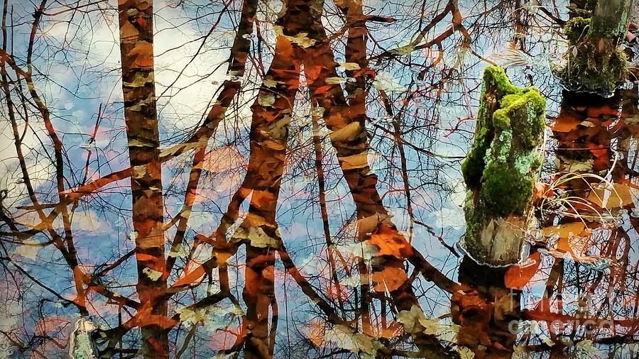 Swamp Reflections Photograph by Beth Ferris Sale