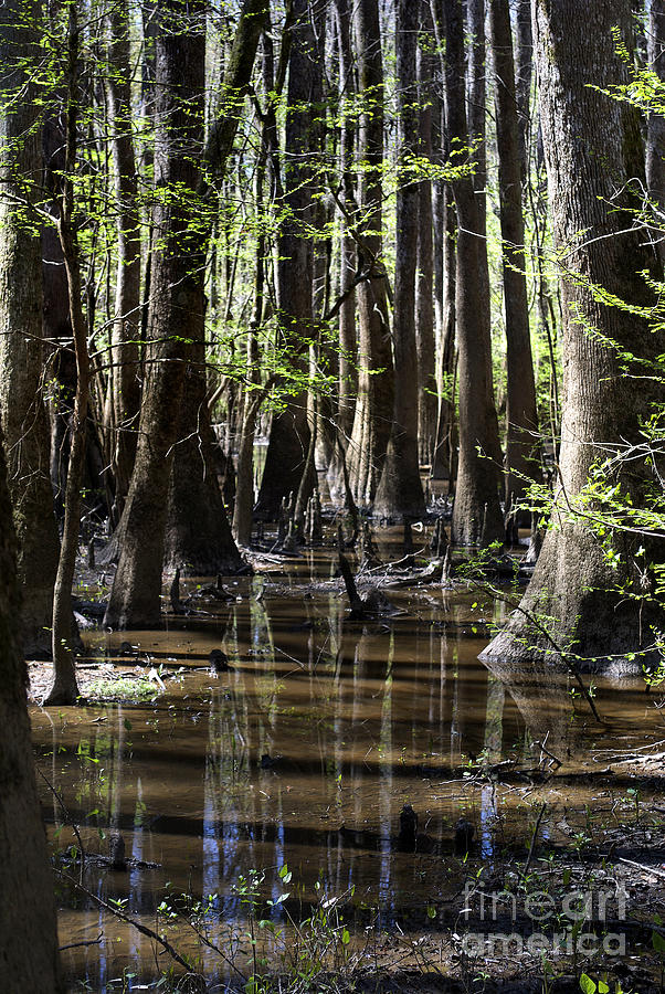 Swamp Reflections Photograph by Skip Willits