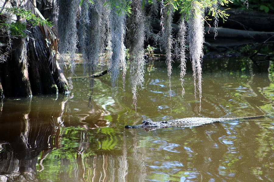 Swamp Resident Photograph Photograph by Kimberly Walker