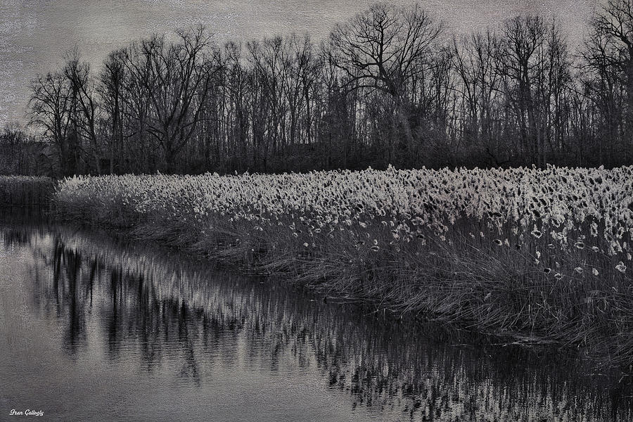 Swamp River Photograph by Fran Gallogly