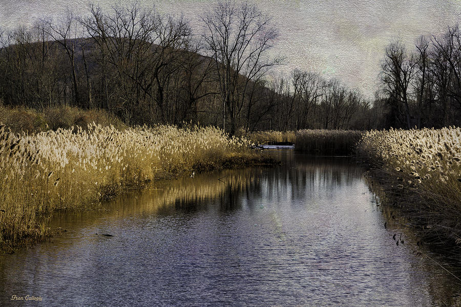 Swamp River Scene Photograph by Fran Gallogly