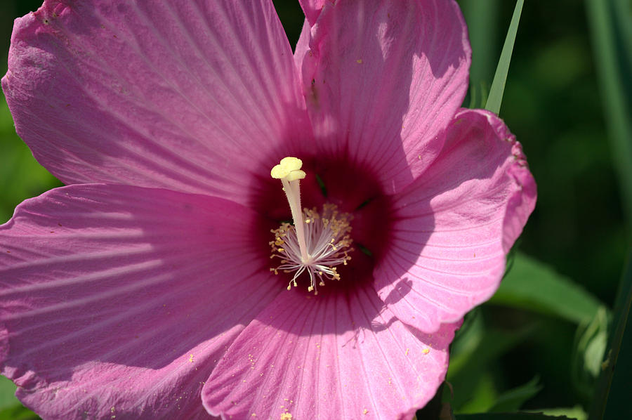 Swamp Rose Mallow Photograph by Jack R Perry