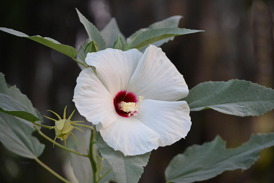 Swamp Rose Mallow White - Hibiscus Moscheutos Photograph By Roy ...