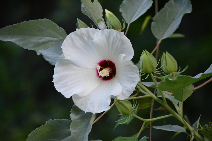 Swamp Rose Mallow with Buds Photograph by Roy Erickson - Fine Art America