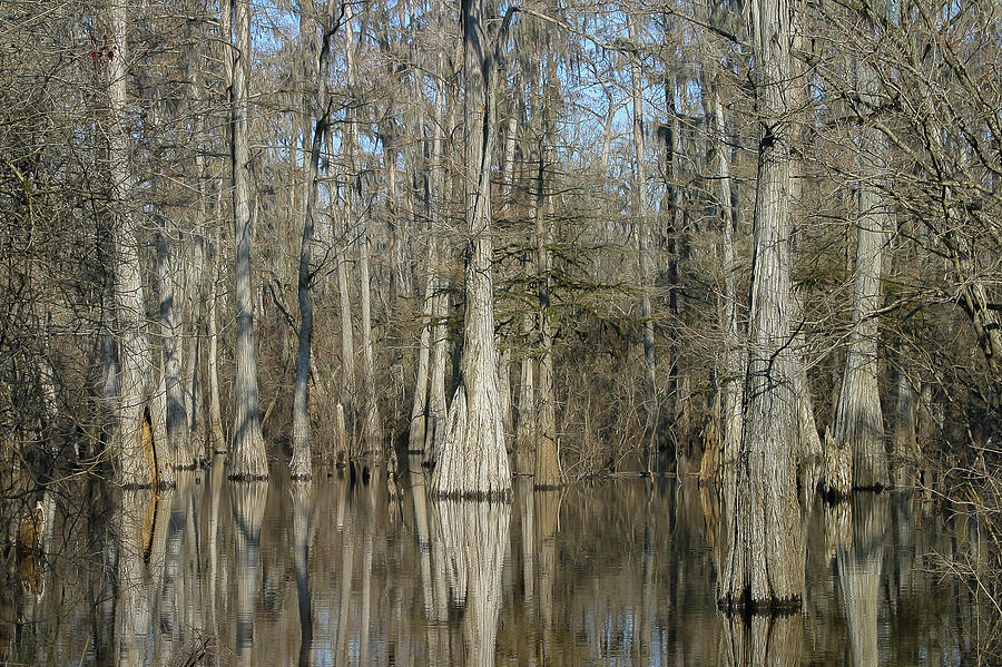 Swamp Scene Photograph by Ronnie Maum - Fine Art America