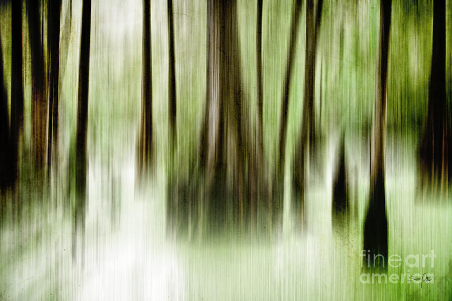 Abstract Photograph - Swamp by Scott Pellegrin