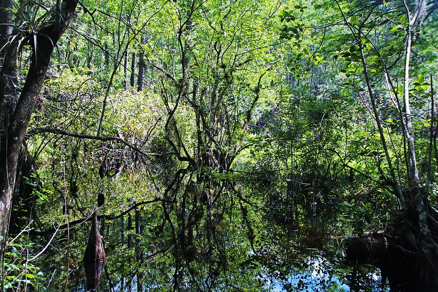 Swamp Song Photograph by Michiale Schneider