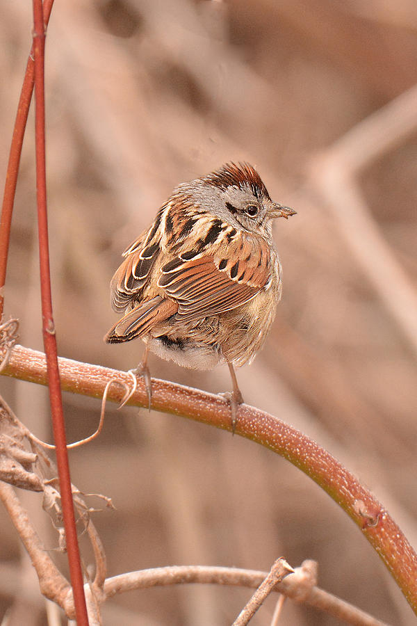 Swamp Sparrow Photograph by Alan Lenk