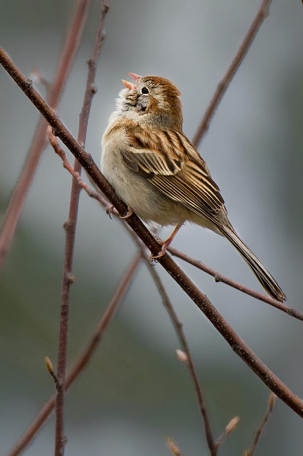 Swamp Sparrow Photograph by Bill Wakeley