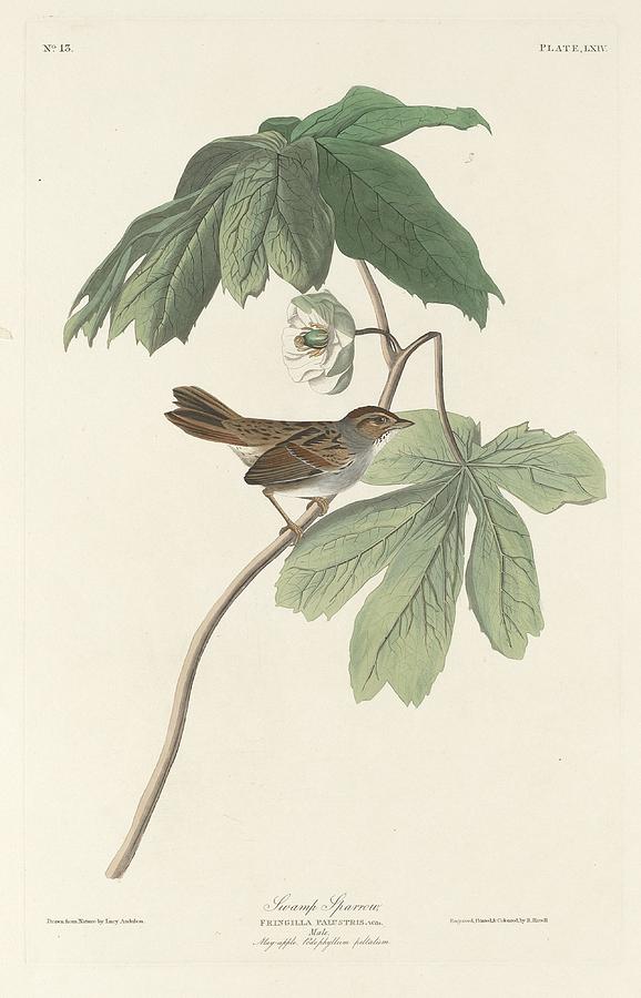 John James Audubon Drawing - Swamp Sparrow by Dreyer Wildlife Print Collections 