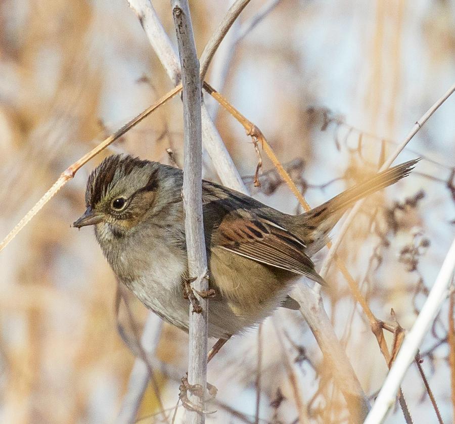 Swamp Sparrow Photograph by Lee Alloway