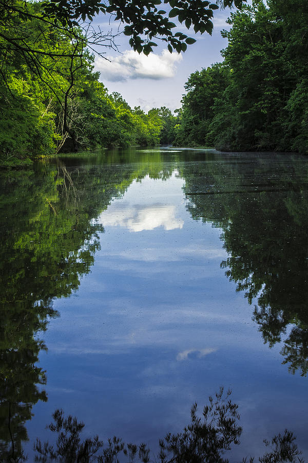 Swamp Stillness Photograph
