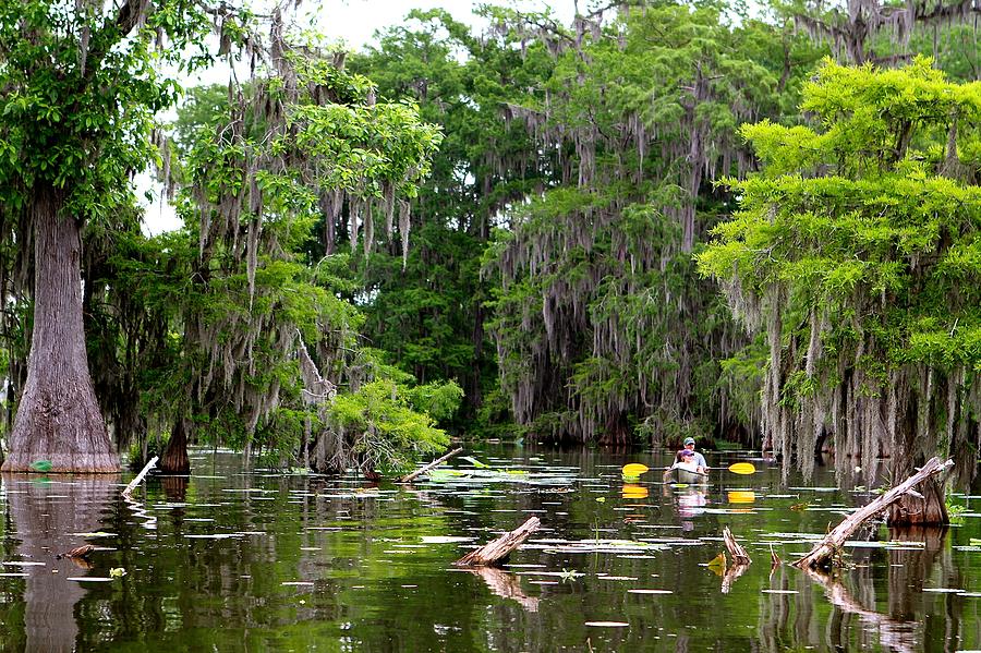 Swamp Stroll Photograph by Matthew Felder - Fine Art America