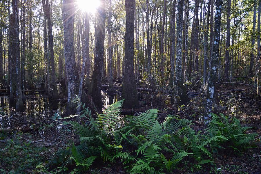 Swamp Sunburst Photograph by Warren Thompson
