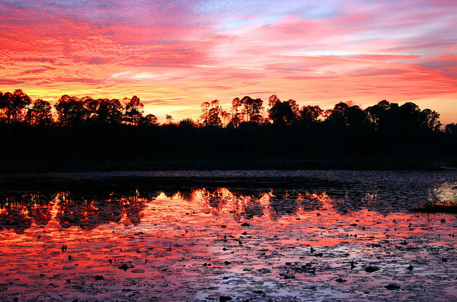 Swamp Sunset Photograph by Kristin Elmquist