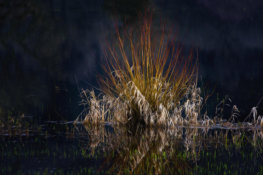 Swamp Thing Photograph by John Christopher