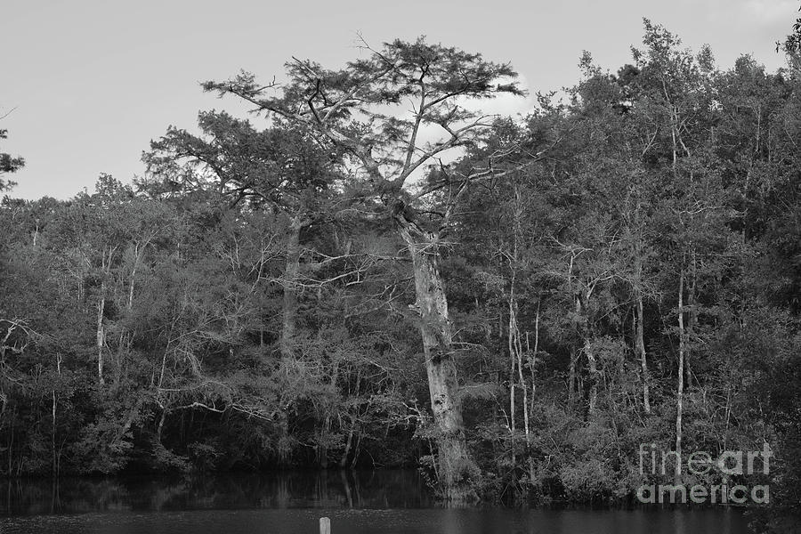 Swamp Tree BW Photograph by Marc Watkins