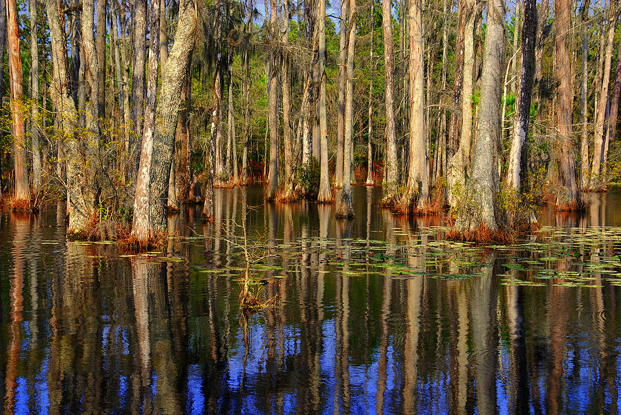 Nature Photograph - Swamp Trees by Susanne Van Hulst