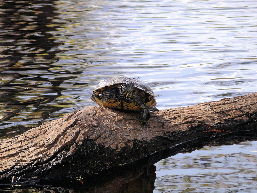 Swamp Turtle Photograph by Rich Bodane - Fine Art America