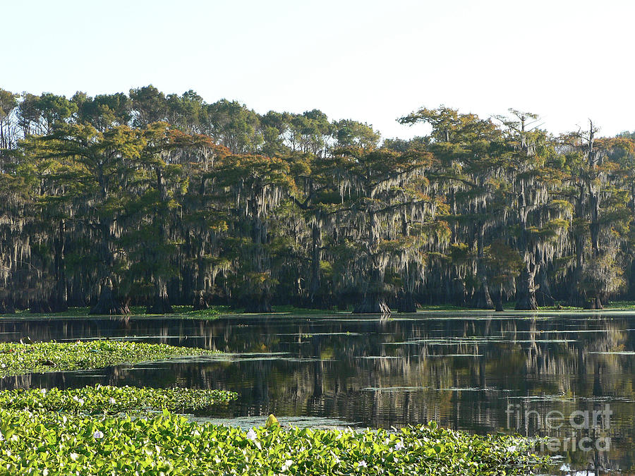 Swamp View Photograph by Joy Tudor