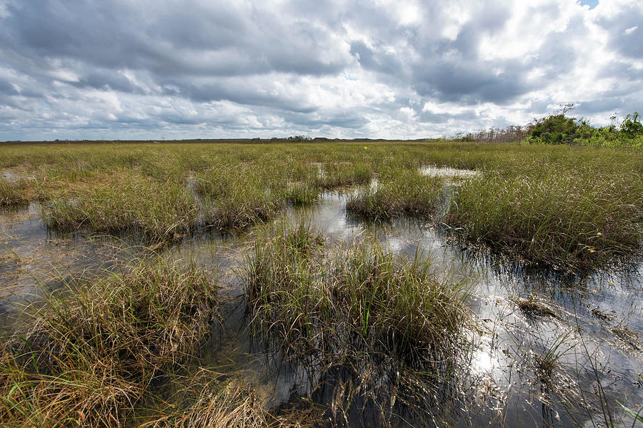 Swamp Walk Photograph by Sallie Woodring - Fine Art America