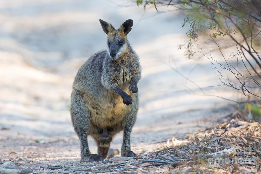Swamp Wallaby Photograph by B.G. Thomson