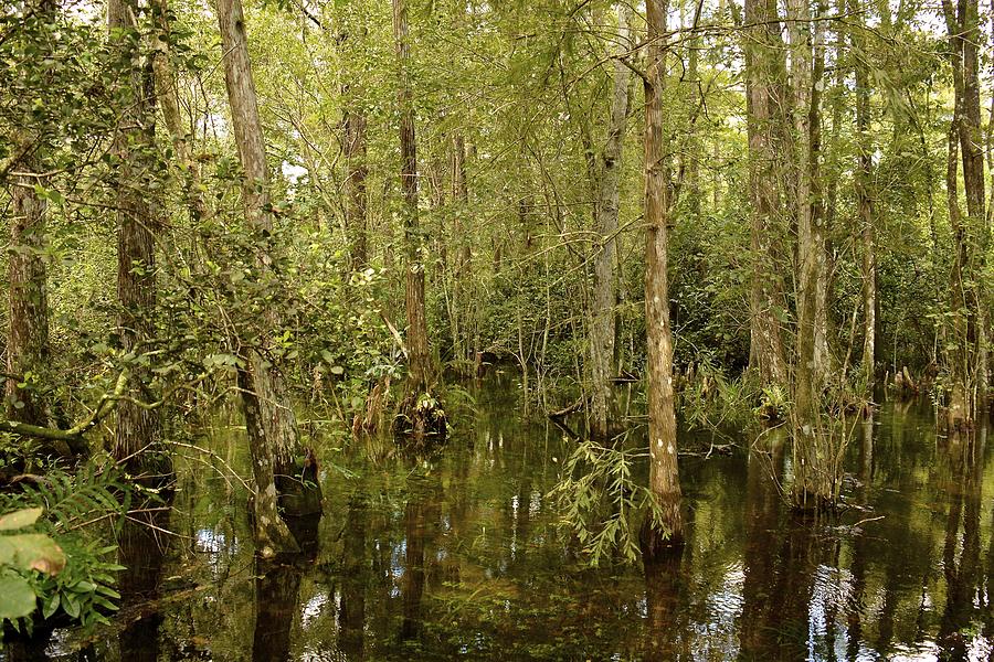 Swamp Water Photograph by Carol  Bradley