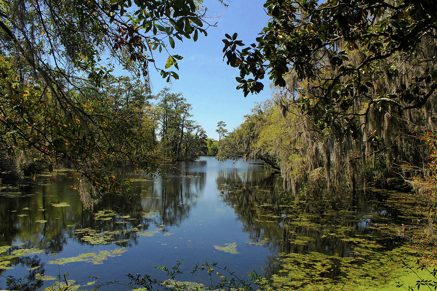 Swamp Water Sundays Photograph by Jessica Brawley