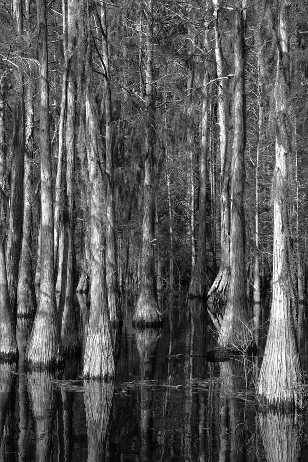 Swamp Winter Photograph by Charlie Day - Fine Art America