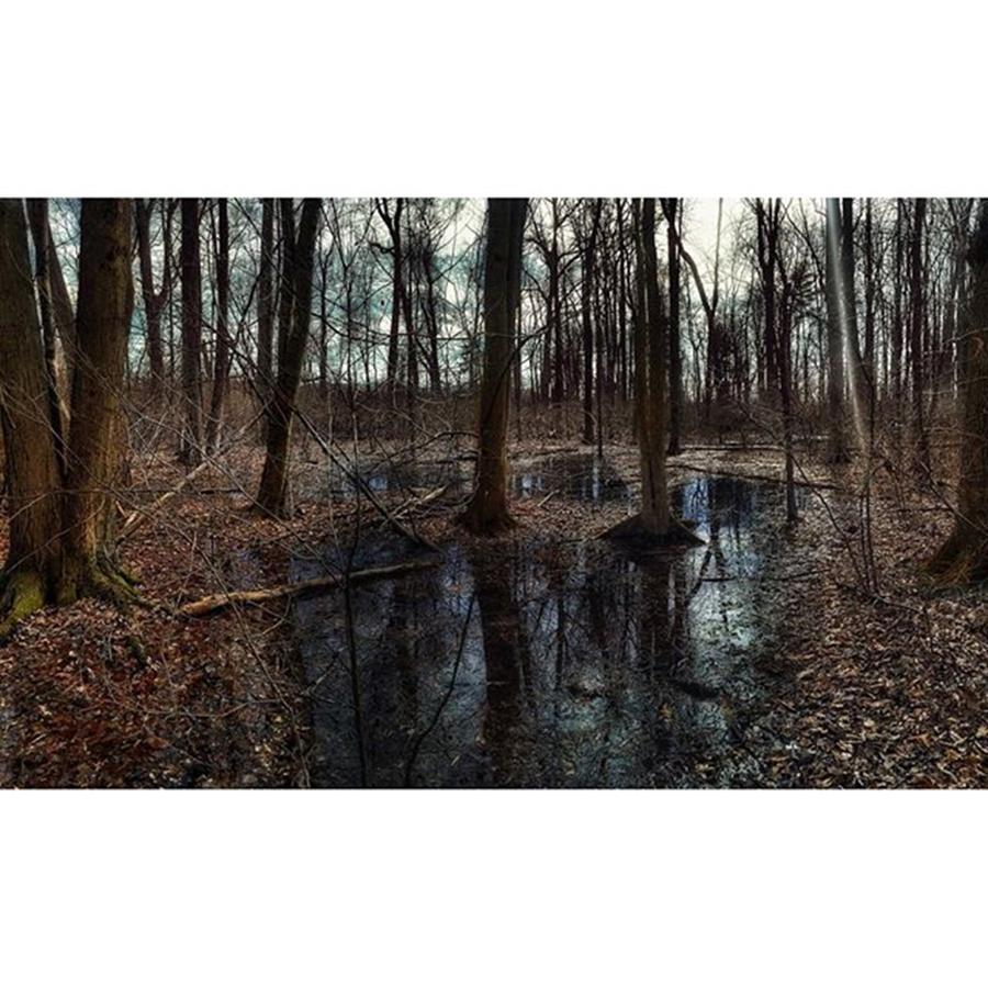Nature Photograph - Swamplands 
#nature #swamp #swamps by Blake Butler