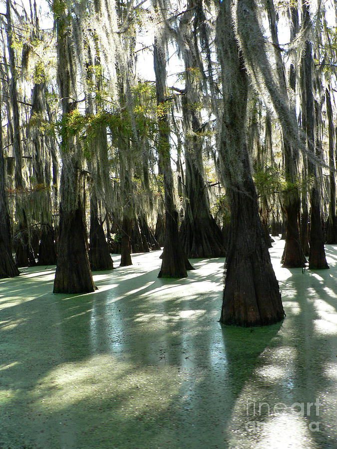 Swamps Morning Glow Photograph by Joy Tudor