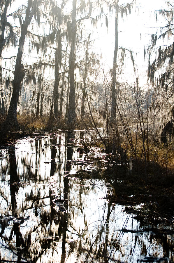 New Orleans Photograph - Swamps of Louisiana 5 by Sally Mellish