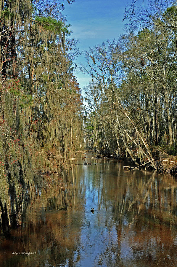 Swampy Creek Photograph by Kay Lovingood