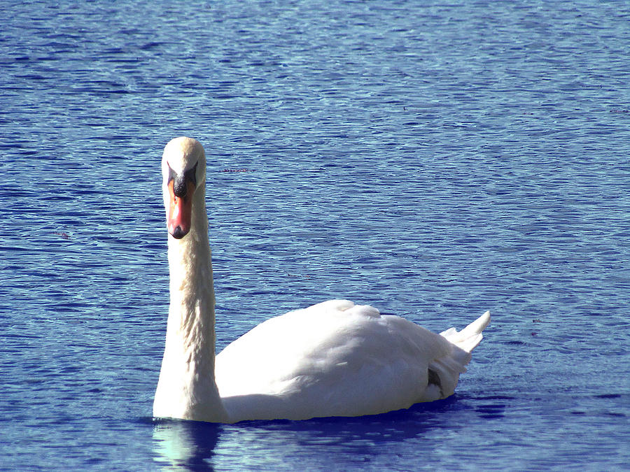 Swan 002 Photograph by Christopher Mercer