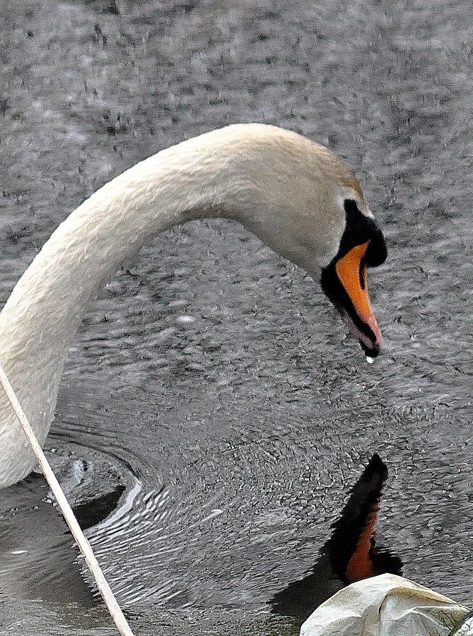 Wildlife Photograph - Swan 1 by Rick DiGiammarino
