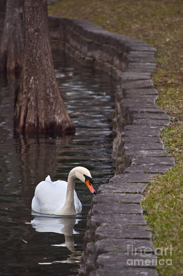 Swan 2 Photograph by Laurie Hasan