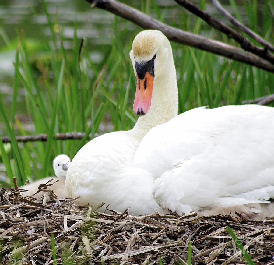Swan 2 by September Stone Swan 2 by September Stone