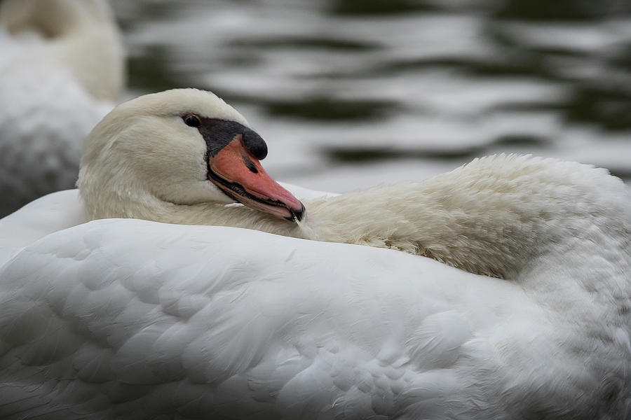 Swan -7823 Photograph by Steve Somerville
