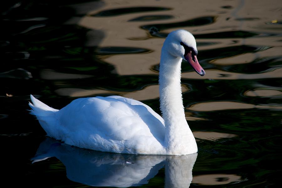 Swan A Swimming Photograph by Eric Tressler