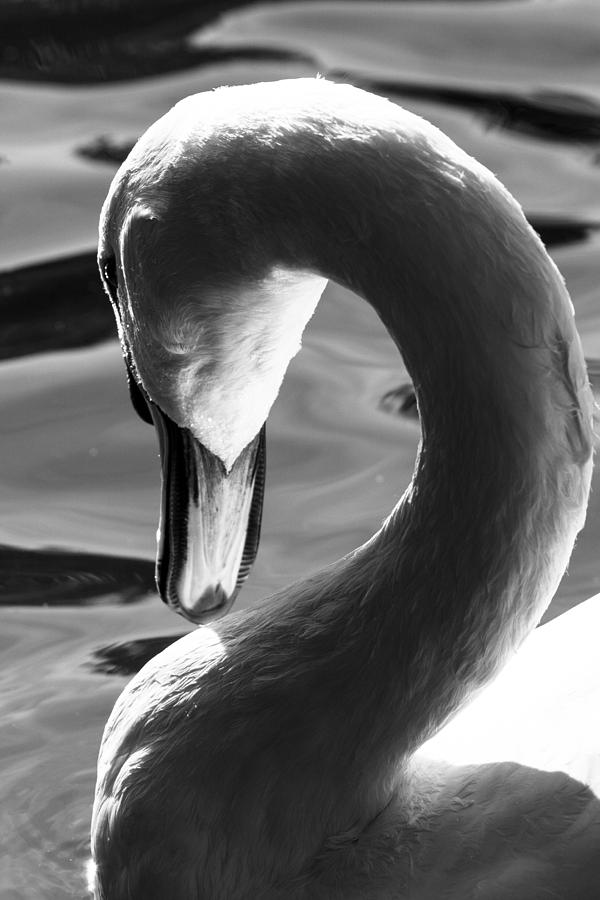 Swan Abstract Photograph by David Pyatt
