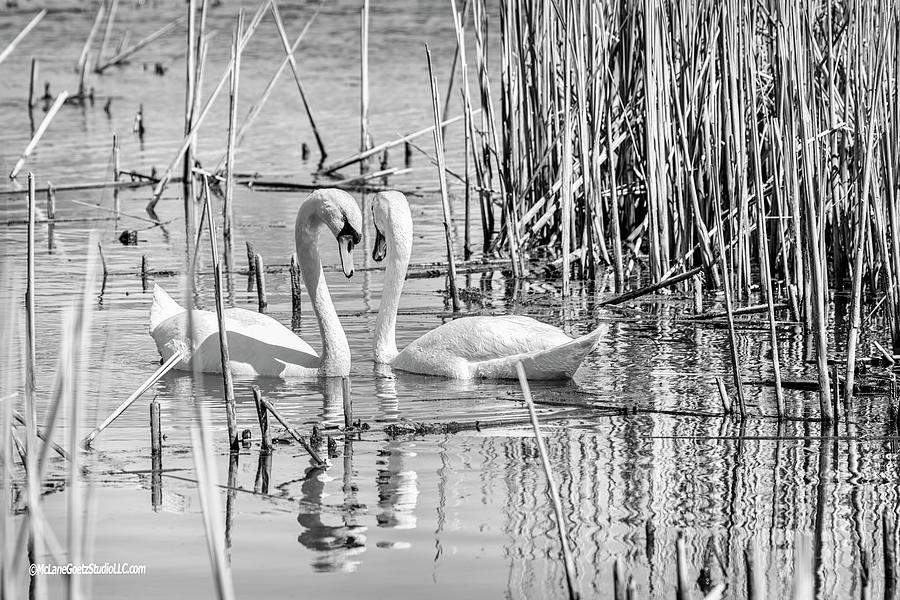 Swan Affections Monochrome Photograph by LeeAnn McLaneGoetz McLaneGoetzStudioLLCcom