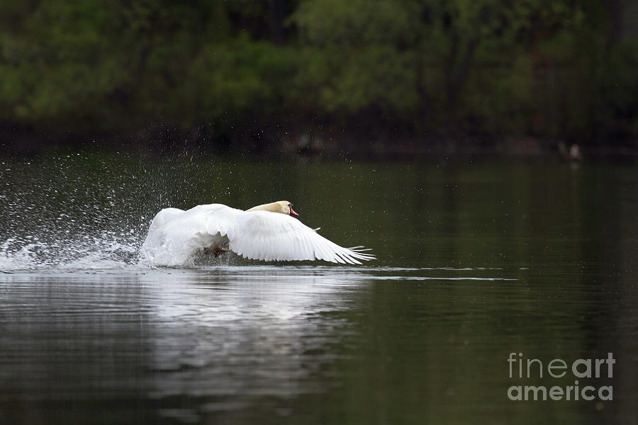 Swan Alighting Photograph by Karen Jorstad