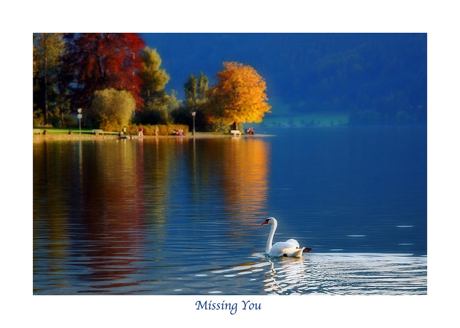 Swan and Autumn Reflections Greeting Card Photograph by Ginger Wakem