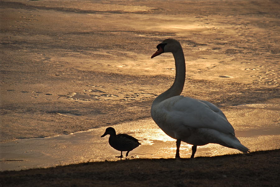 Swan and Baby at Sunset Photograph by Richard Bryce and Family