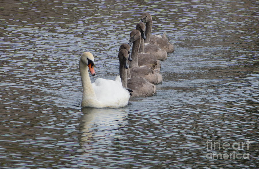 Swan and Cygnets Photograph by Andy Thompson