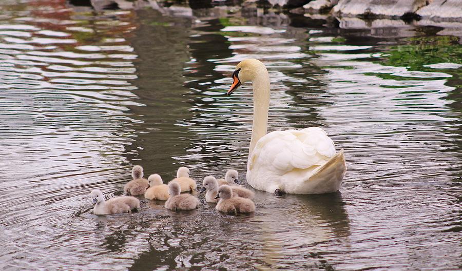 Swan and Cygnets Photograph by Karen Silvestri