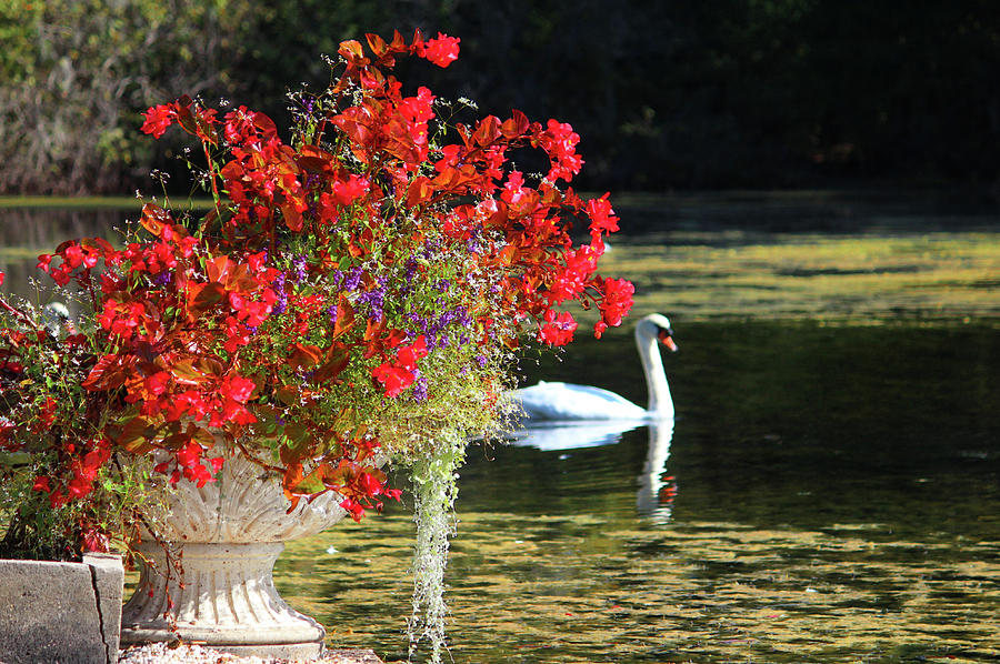 Swan And Flowers Photograph by Cynthia Guinn